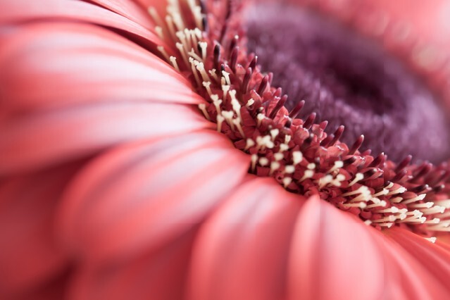 Gerbera