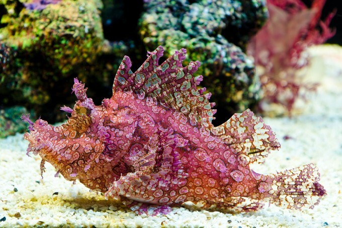 Scorpionfish
