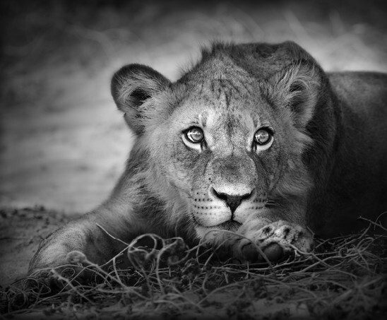 shutterstock_61475311